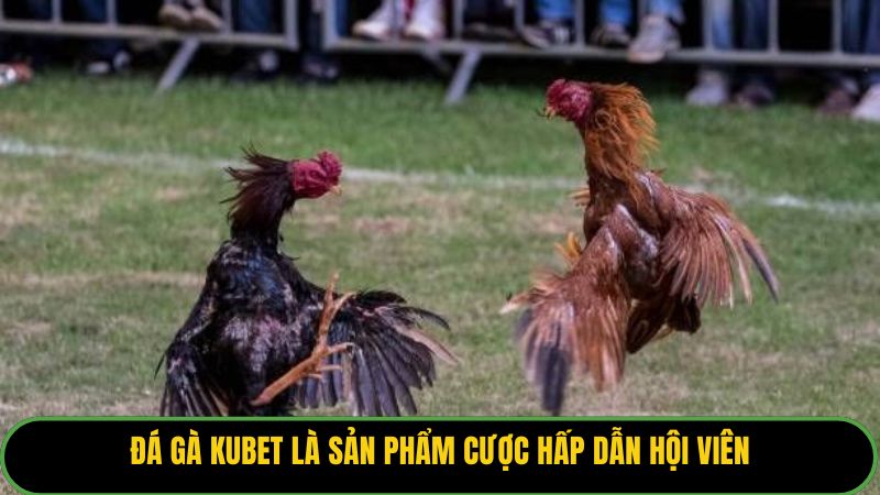 Đá gà Kubet là sản phẩm cược hấp dẫn hội viên