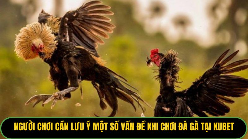 Người chơi cần lưu ý một số vấn đề khi chơi đá gà tại Kubet