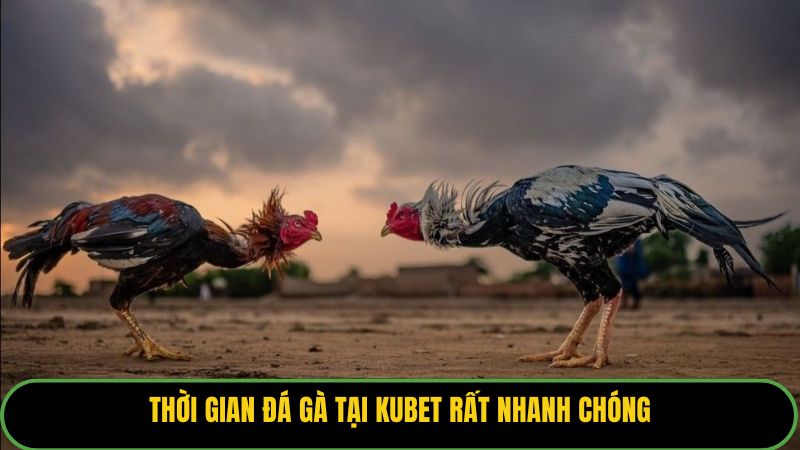 Thời gian đá gà tại Kubet rất nhanh chóng